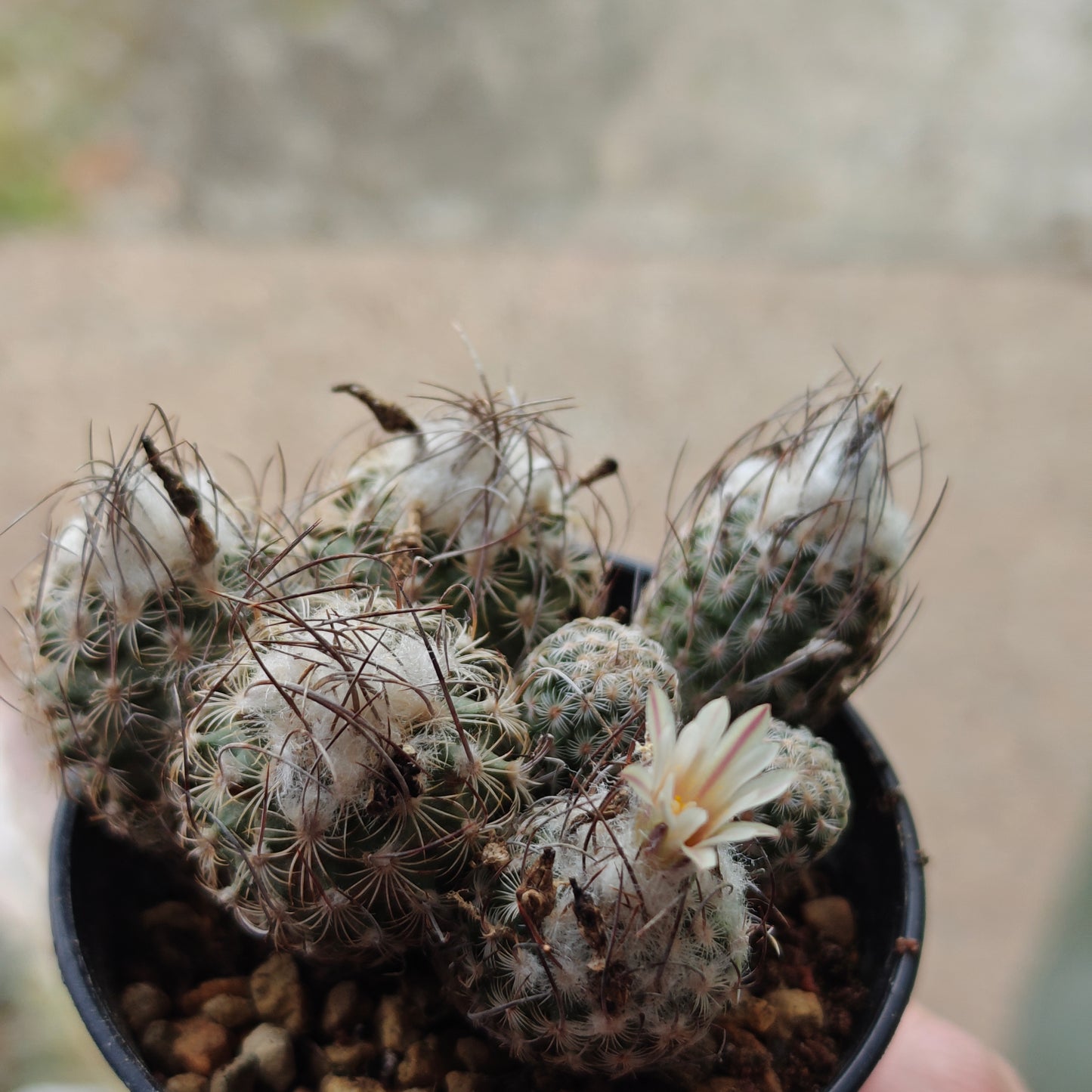 Plants for Lionel