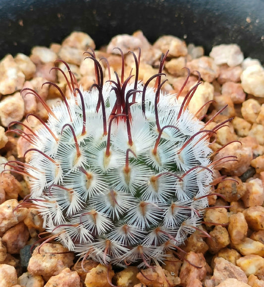 Mammillaria perezdelarosae 2.6 cm