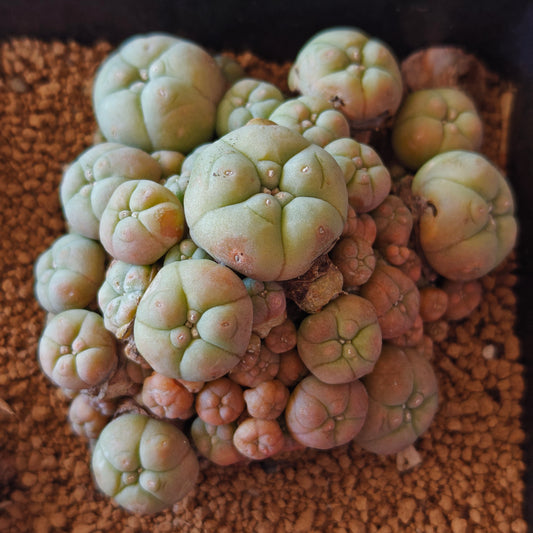 Lophophora williamsii var. caespitosa, light green and variegata mix own root, cluster plants x 3
