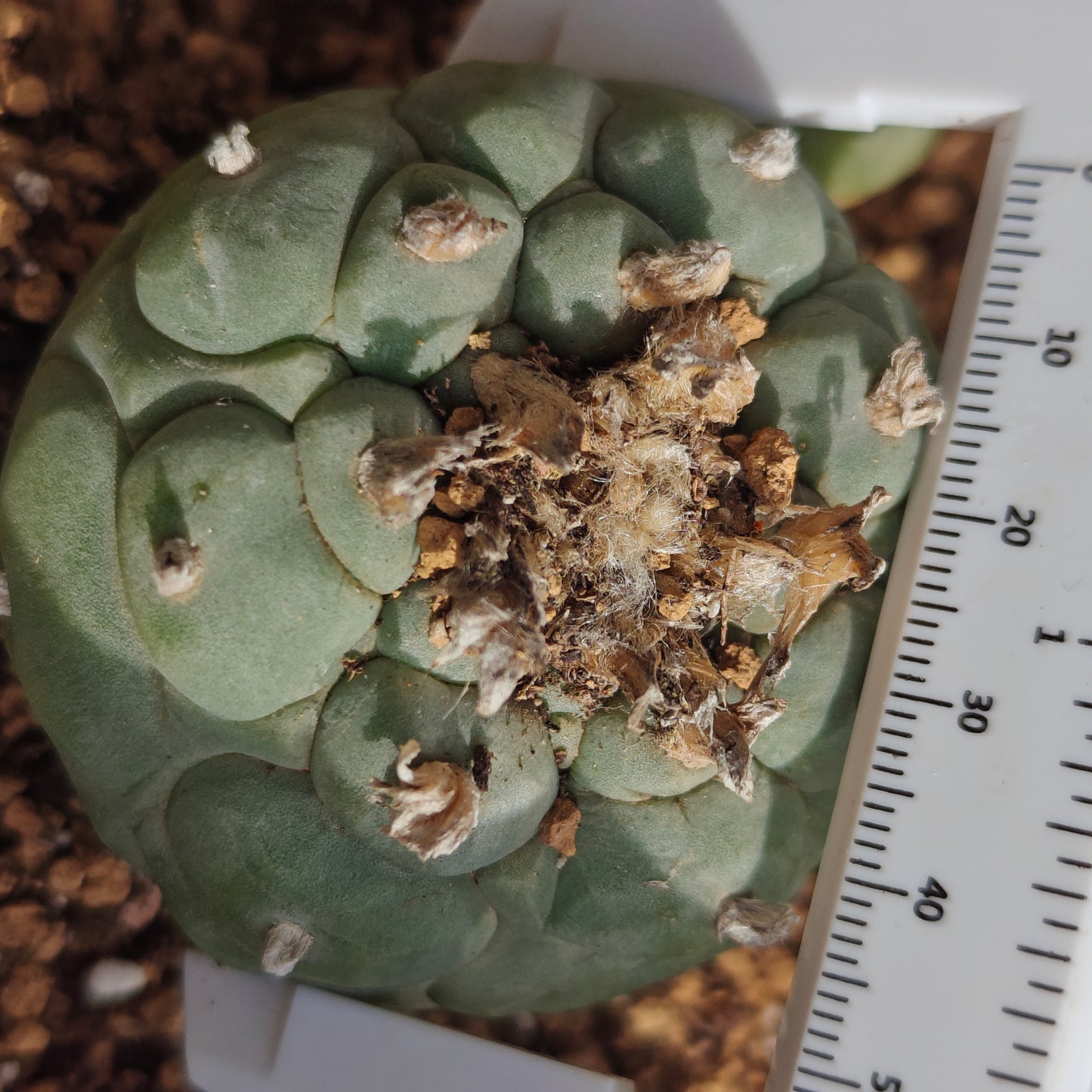 4 x Lophophora fricii plants value pack.