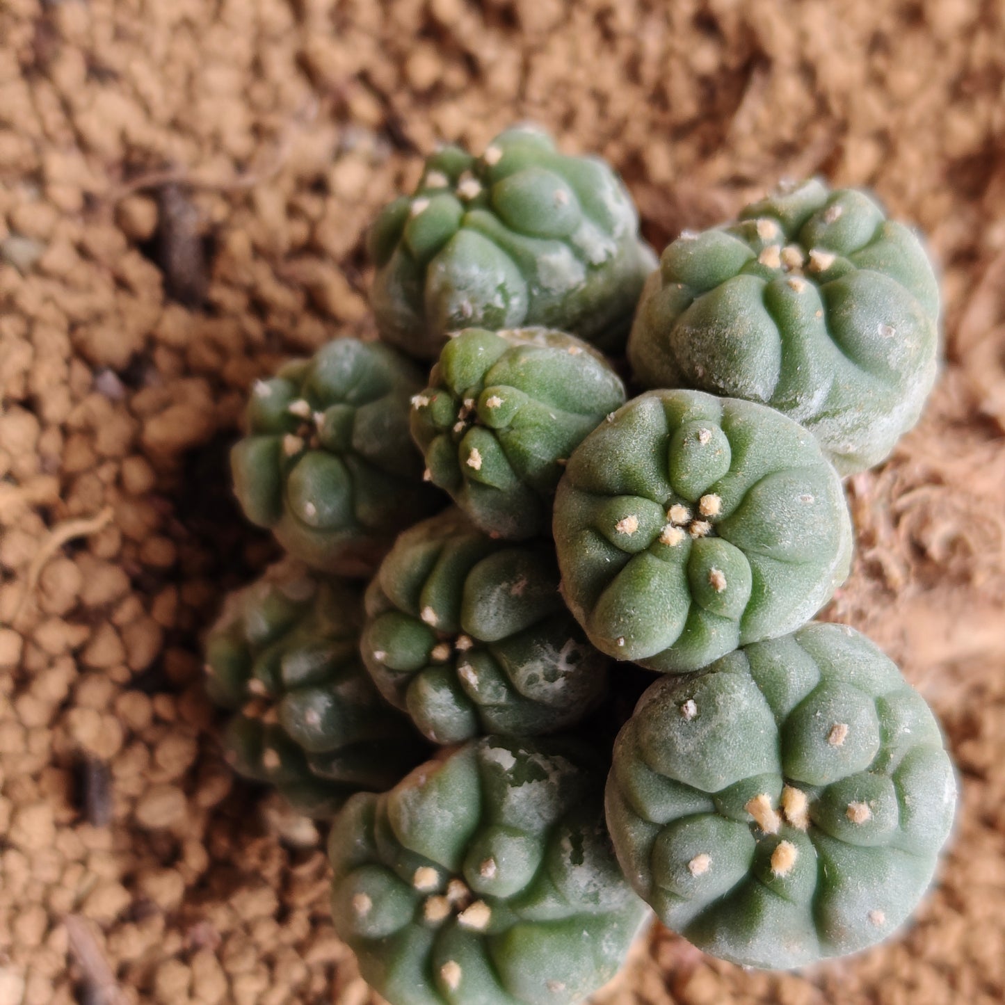 Multi_head lophophora x 1. minor scars. Sale