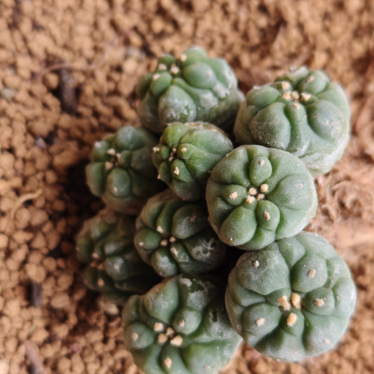 Multi_head lophophora x 1. minor scars. Sale