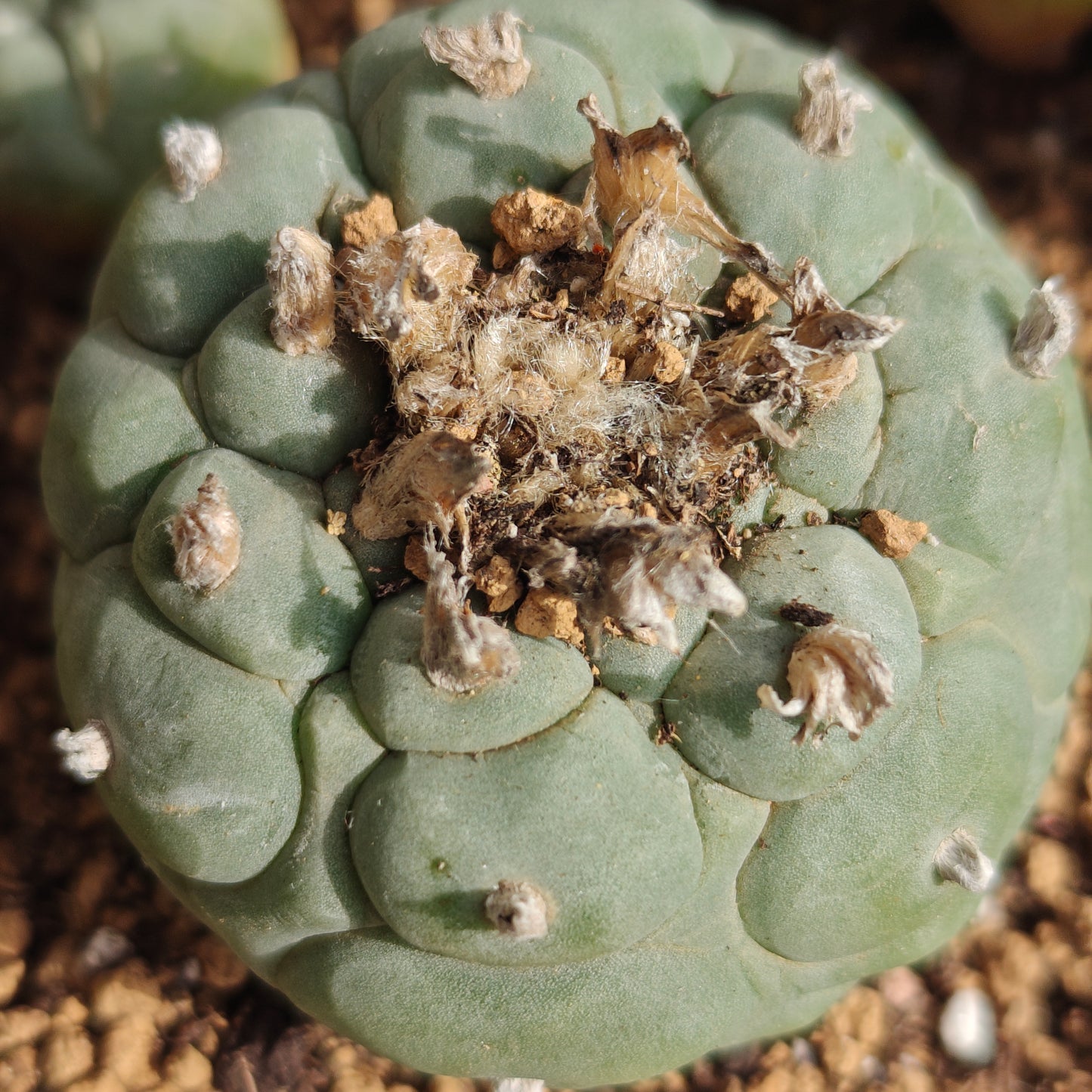 4 x Lophophora fricii plants value pack.