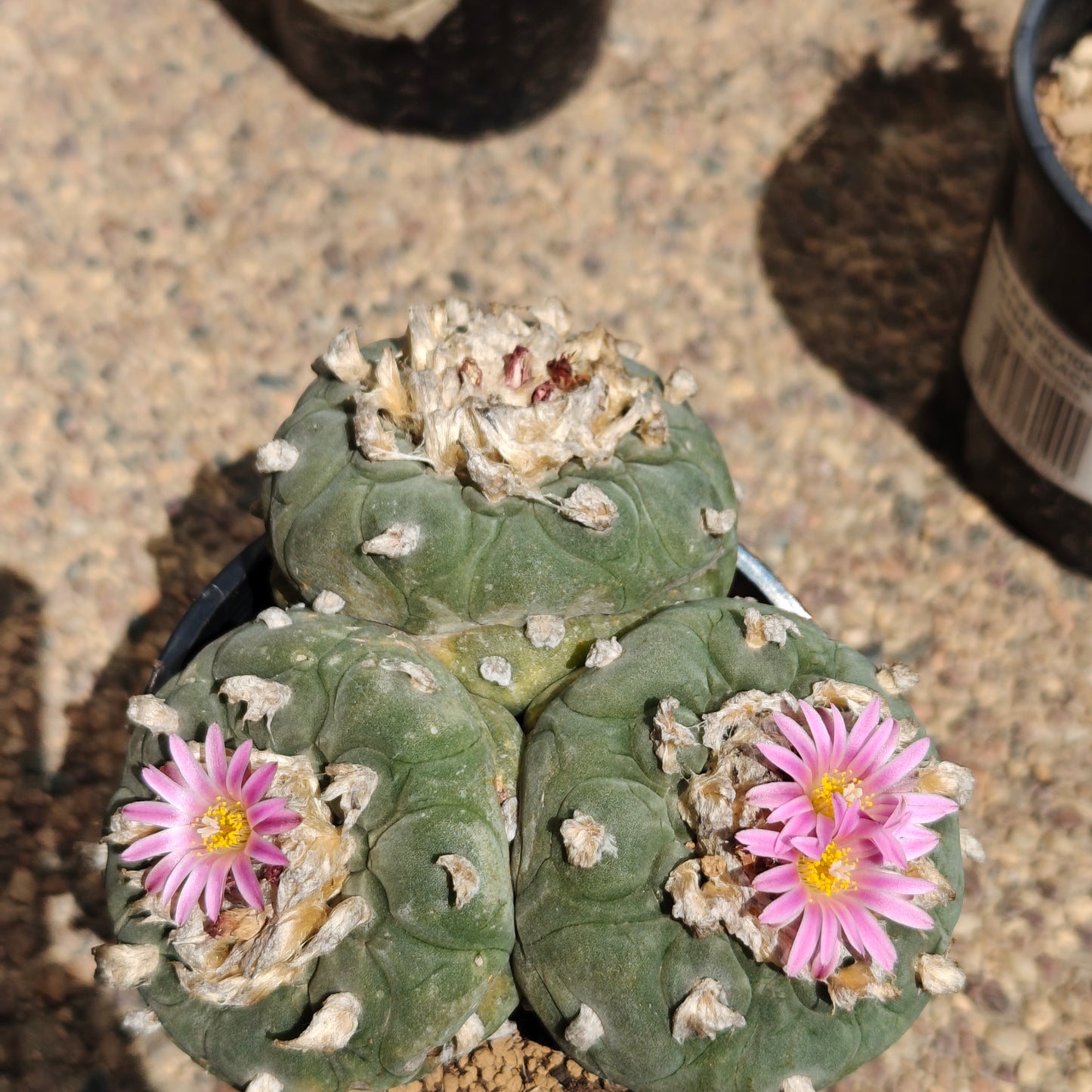 Lophophora 10+ cm, seed grown triple-head plant x 1, with tuberous root