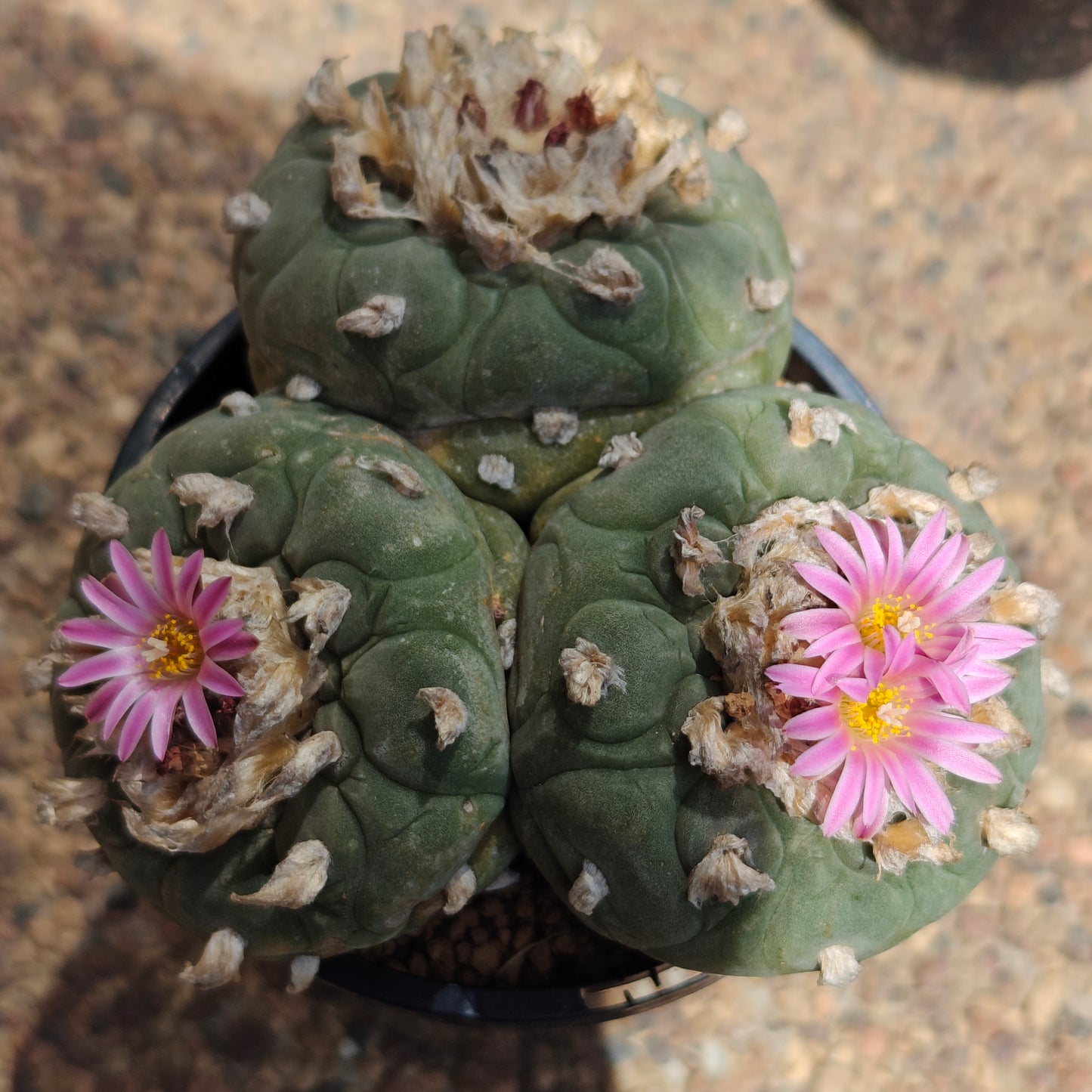 Lophophora 10+ cm, seed grown triple-head plant x 1, with tuberous root
