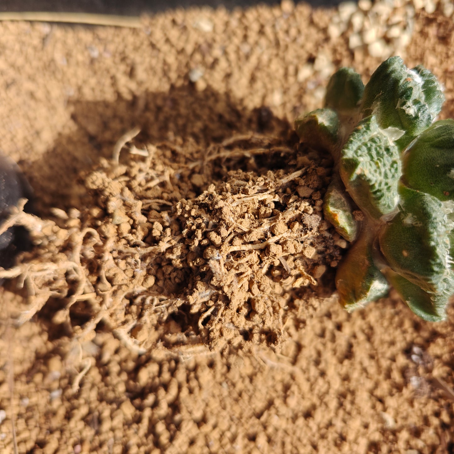 self rooted cactus for 2yr. 5_6 cm plant Sale.