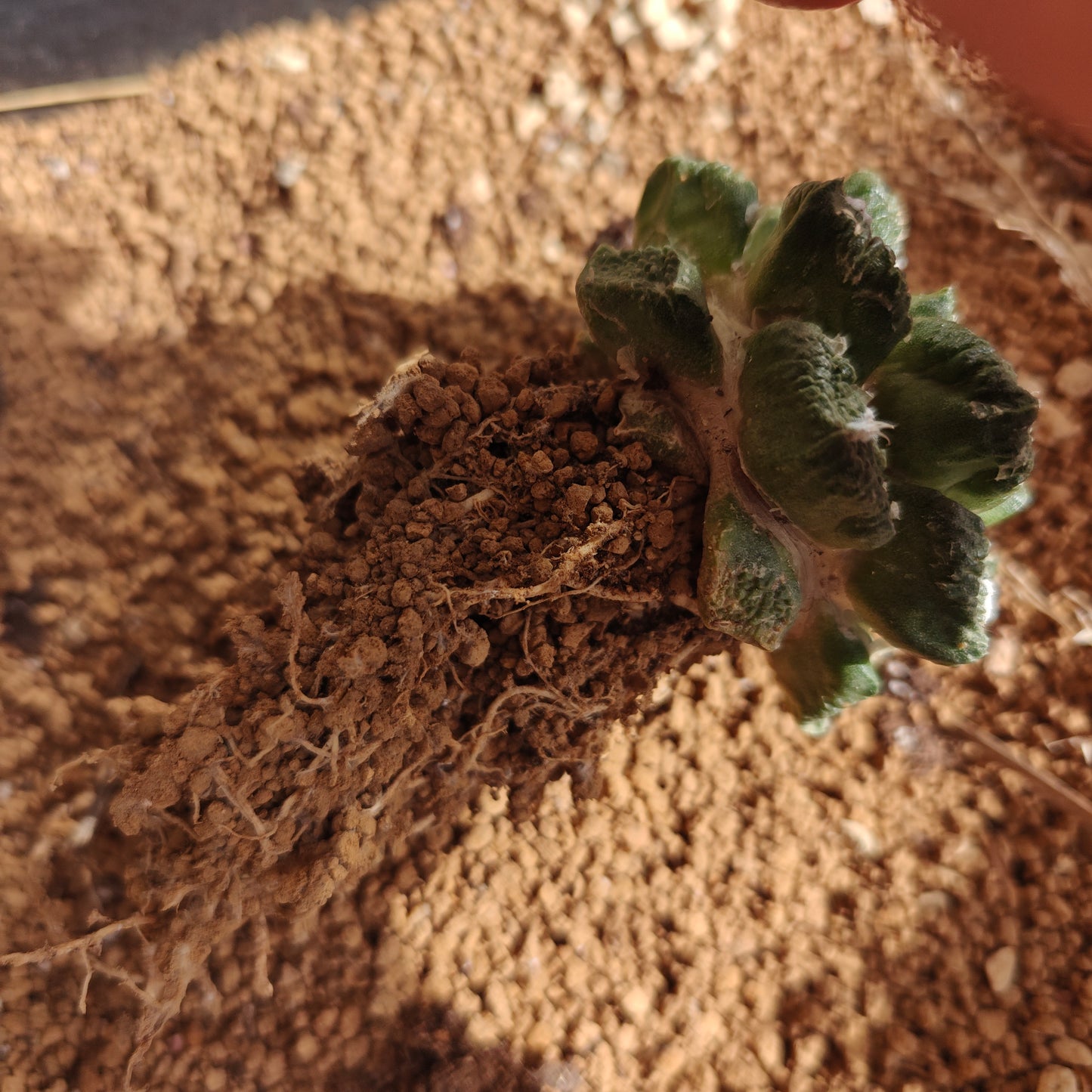 self rooted cactus for 2yr. 5_6 cm plant Sale.