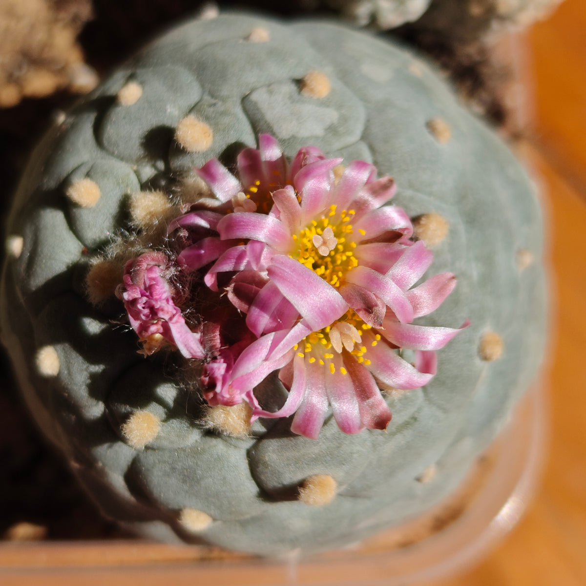 2 x Lophophora fricii plants value pack.