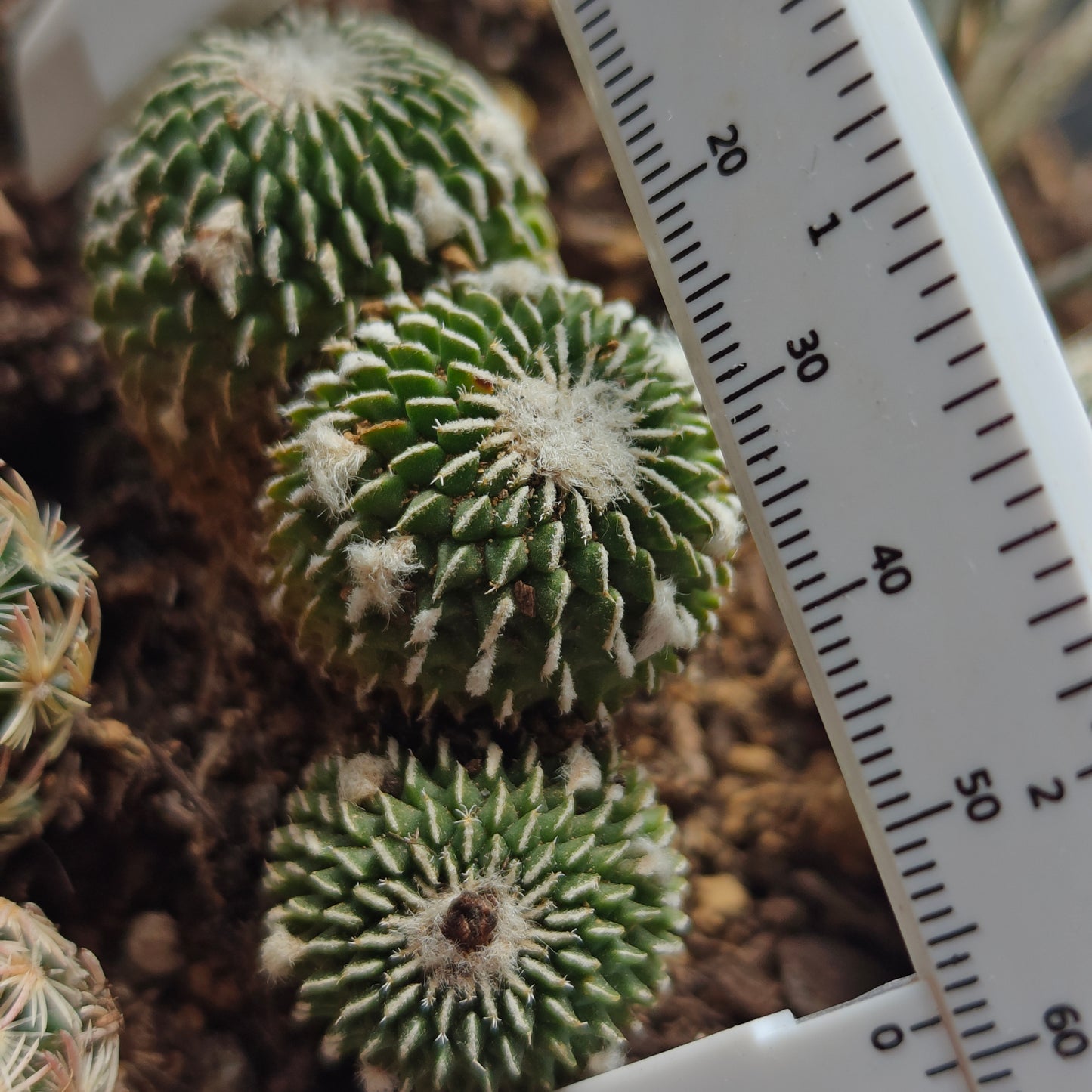 Turbinicarpus Pseudopectinatus f. Spines crested triple_head own roots plant x1 with other 1_2cm seedlings x 5
