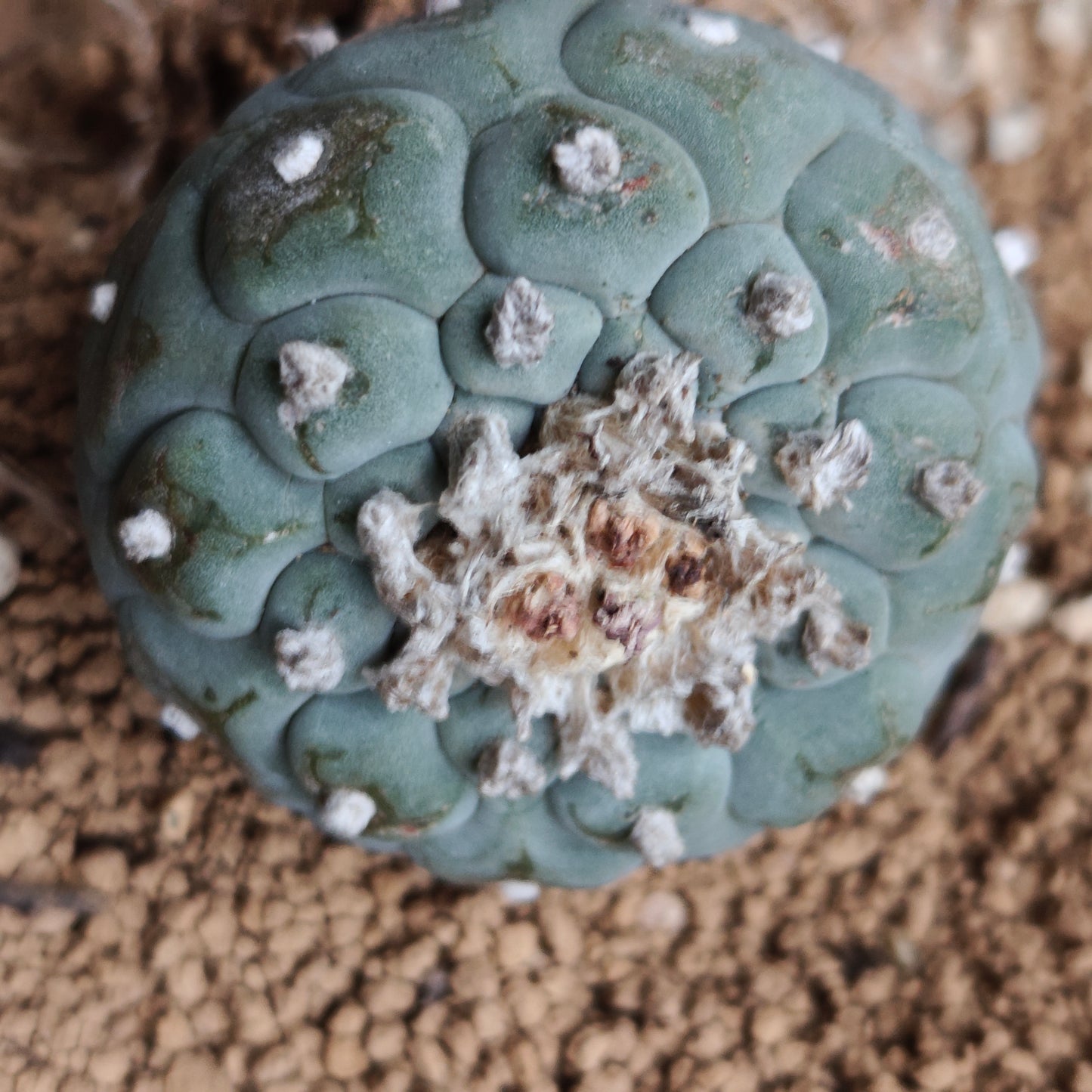Lophophora x 2. OUTDOOR HARDY