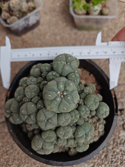 Flowering Cactus Seed grown Lw Caespitosa 10.5cm+.