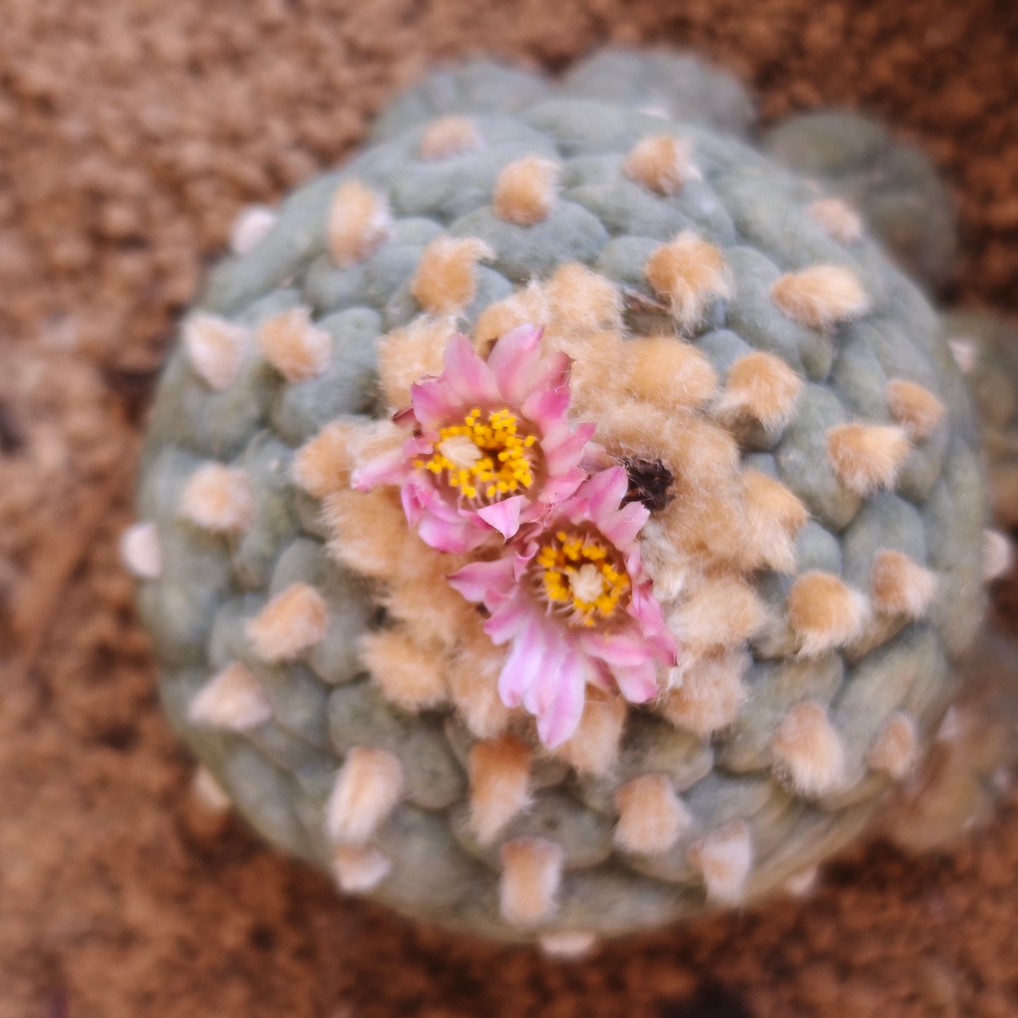 Lophophora fricii dense areoles with very short petals. own roots established plant x 1
