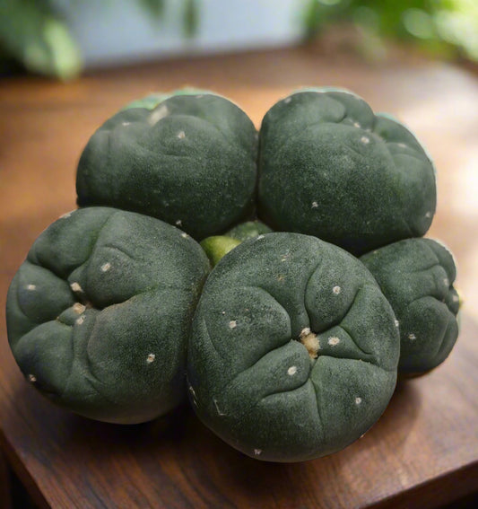 Lophophora fricii
Seed grown plant, 7 cm. Tuberous root, multiple buds more than 5