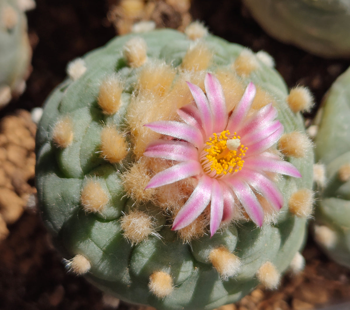 2 x Lophophora fricii plants value pack.