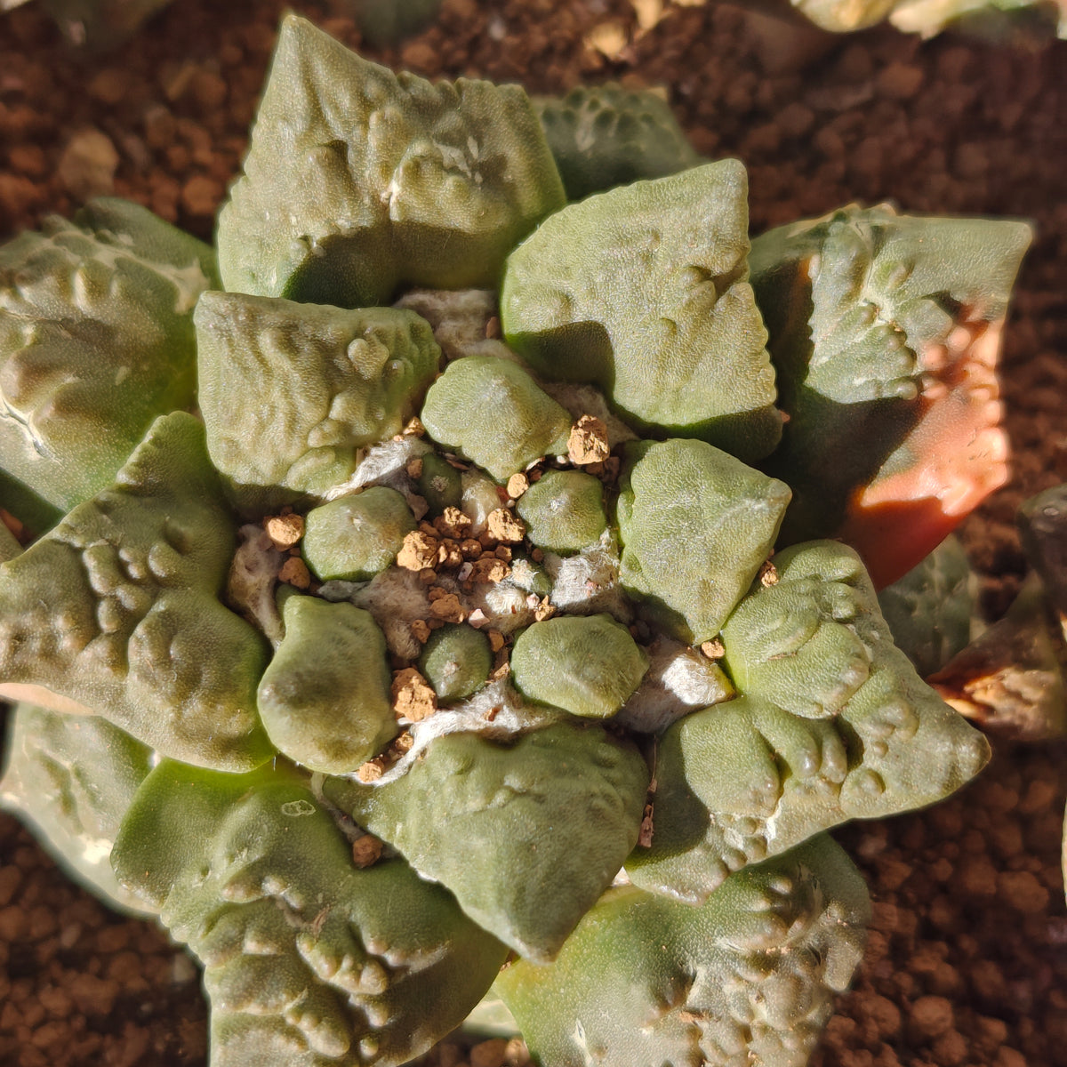 Ariocarpus cauliflower hybrid degrafted 2yrs strong roots. 7-8cm